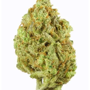 Super Lemon Haze – 🔥Yoğun Etki & Canlandırıcı Deneyim (1g) 🦉